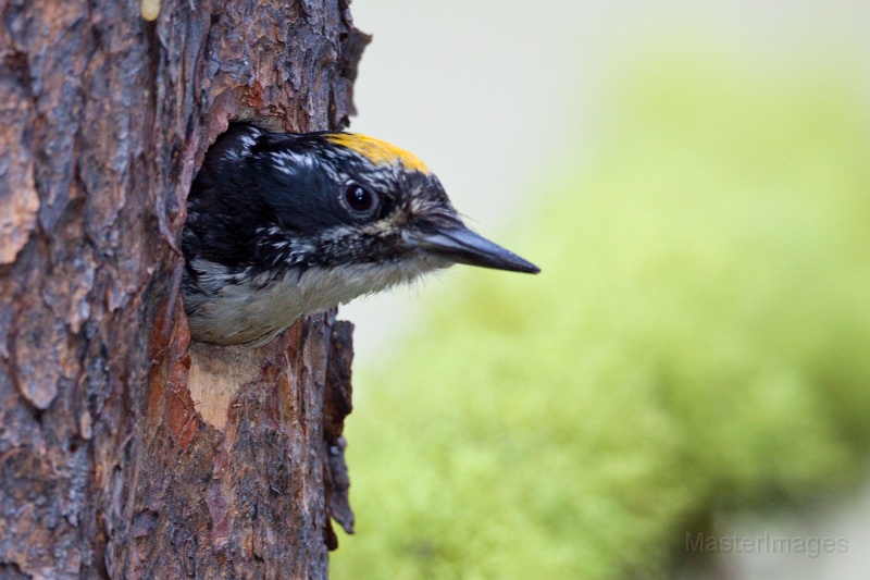 IMG_3484c.jpg - American Three-toed Woodpecker (Picoides dorsalis) - male